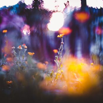 flowers-macro-depth-of-field-bokeh-wallpaper