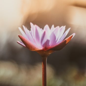 saffu-pYaKs30p9zg-unsplash